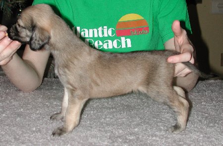 BlkMsk SilverGirl3wks.jpg - 37.09 K